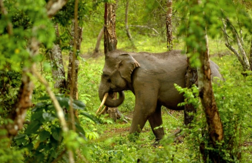 Un Viaggio Verde: 5 Idee per Tour Sostenibili in Cambogia