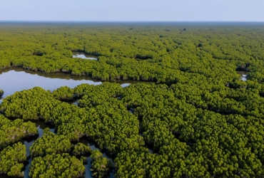 Ecohost – Parco Nazionale di Xuan Thuy – Basilica Minore di Phu Nhai – Hanoi (B/L)