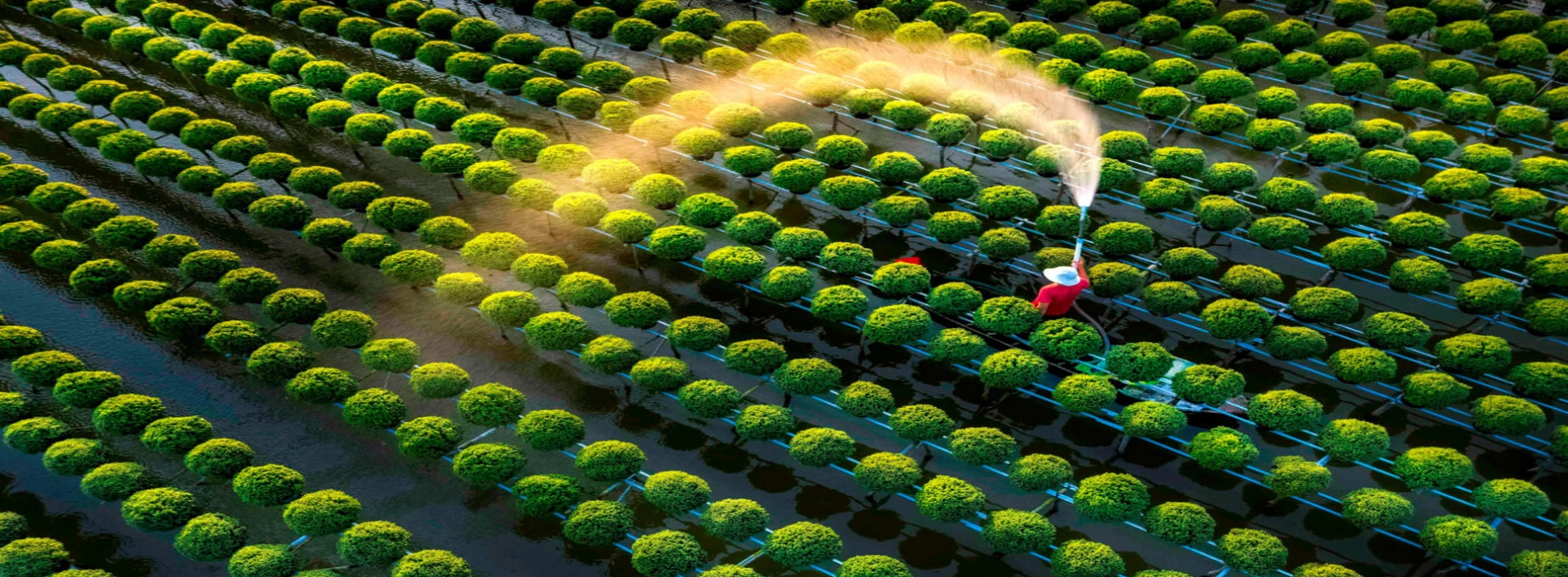 Viaggio al Villaggio dei Fiori di Sa Dec – Un’esperienza autentica nel Mekong