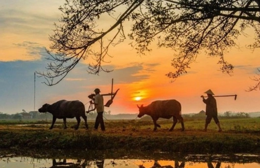 Il bufalo nella vita vietnamita