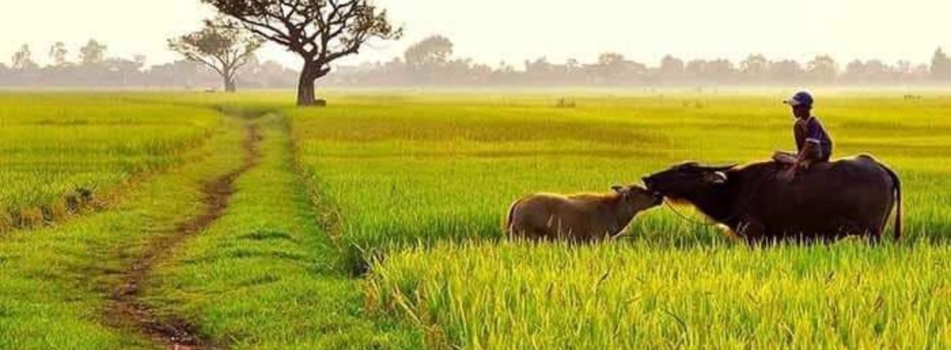 Il bufalo nella vita vietnamita