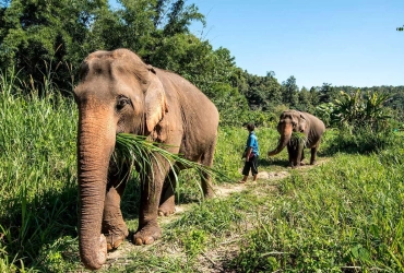 Chiang Mai - Elephant Jungle Sanctuary - Chiang Mai (B/L) Tour di gruppo con guida inglese