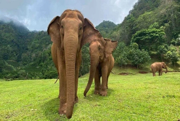 Chiang Mai - Elephant Jungle Sanctuary - Chiang Mai (B/L) Tour di gruppo con guida inglese