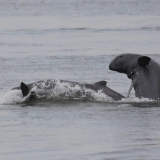 Essenza del Laos: Da Luang Prabang a Si Phan Don - Tour in Laos 8 giorni