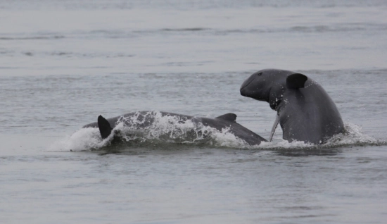 Essenza del Laos: Da Luang Prabang a Si Phan Don - Tour in Laos 8 giorni