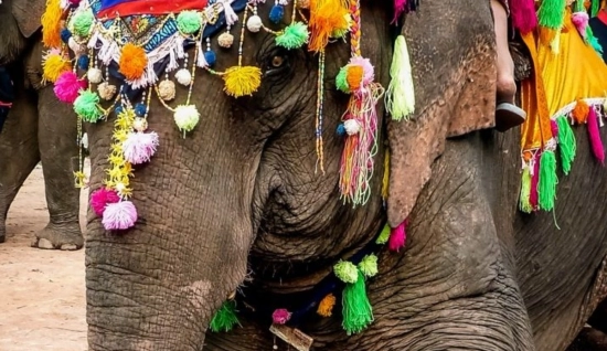 Viaggio a Luang Prabang 5 giorni - Pernottamento al Campo degli Elefanti