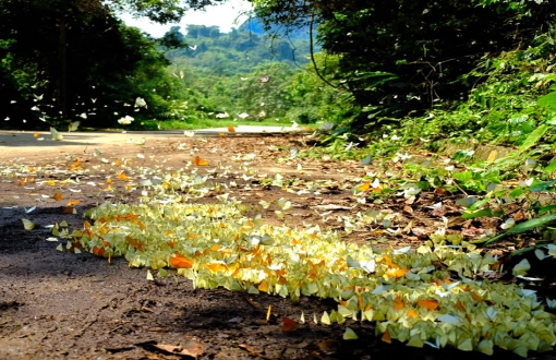 La stagione delle farfalle a Cuc Phuong – Guida alla stagione più affascinante del Vietnam