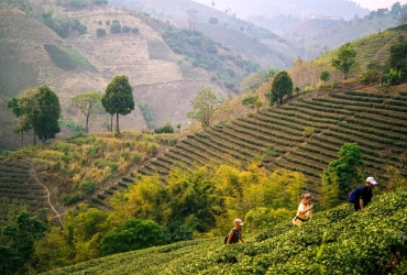Chiang Rai - Doi Mae Salong - Triangolo d'Oro - Visita il villaggio dei Karen dal colo lungo - Chiang Rai (B)