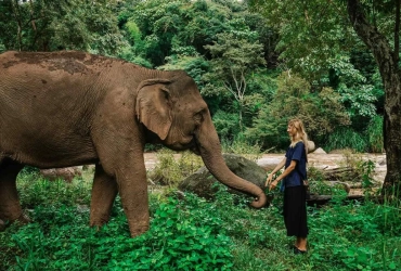 Chiang Mai - Santuario degli elefanti nella giungla - Chiang Mai (B/L) Tour di gruppo con guida parlante inglese