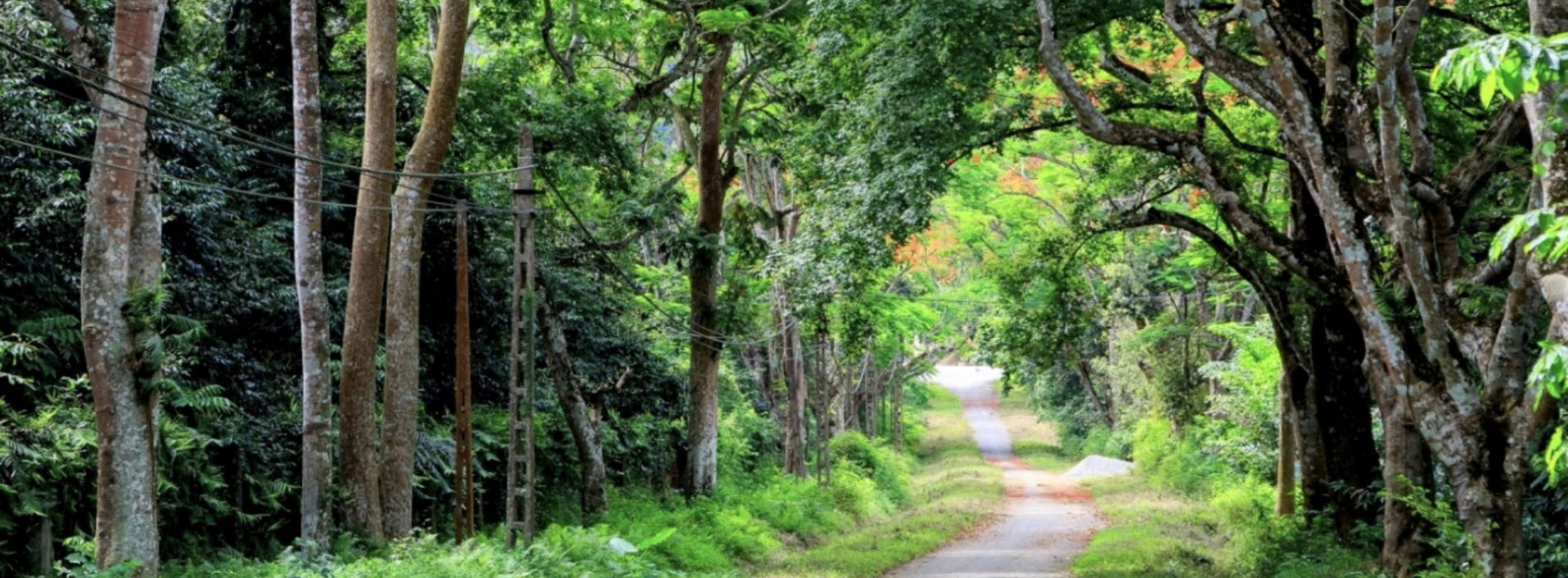 Parco nazionale di Nam Cat Tien