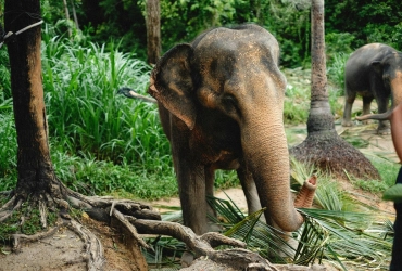 Chiang Mai - Elephant Jungle Sanctuary - Chiang Mai (B/L) Tour di gruppo con guida parlante inglese