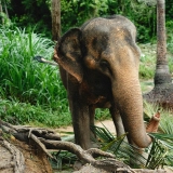Tour Thailandia - Insieme alla tua famiglia in Thailandia 10 giorni