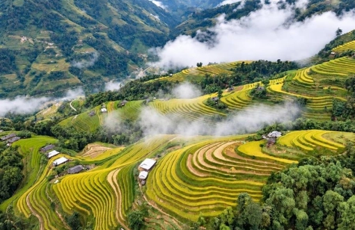 Risaie dorate del Vietnam: dove ammirarle a settembre