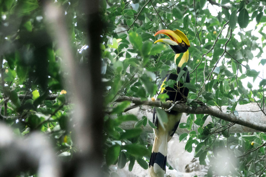 Parco Nazionale Virachey - Guida di Viaggio - Attrazione in Cambogia