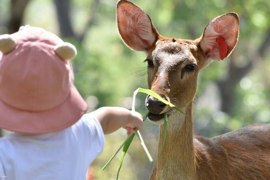 Zoo aperto di Khao Kheow, Pattaya
