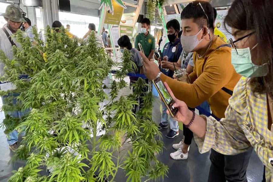Come affrontare gli effetti collaterali della cannabis?