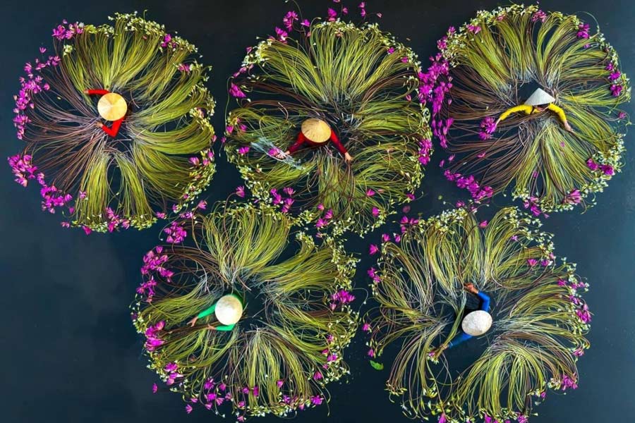 Panoramica della stagione delle ninfee nel delta del Mekong