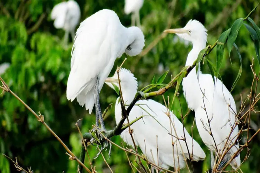 Il giardino delle cicogne di Bang Lang