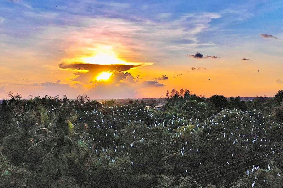 Panoramica del giardino delle cicogne di Tan Long 