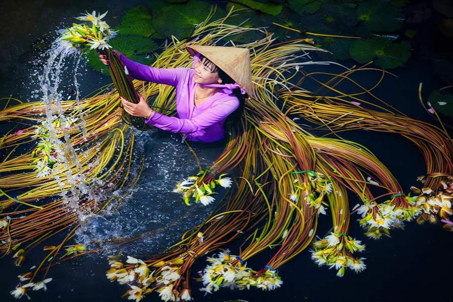 Quando è la stagione delle ninfee nel delta del Mekong?