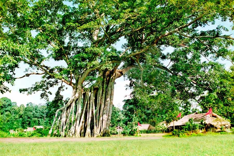 Albero banyan di Tan Trao