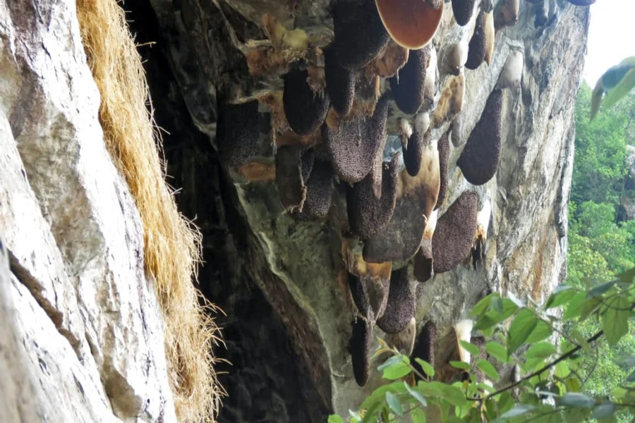 Alveare sulla scogliera del Parco nazionale di Khao Pu-Khao Ya