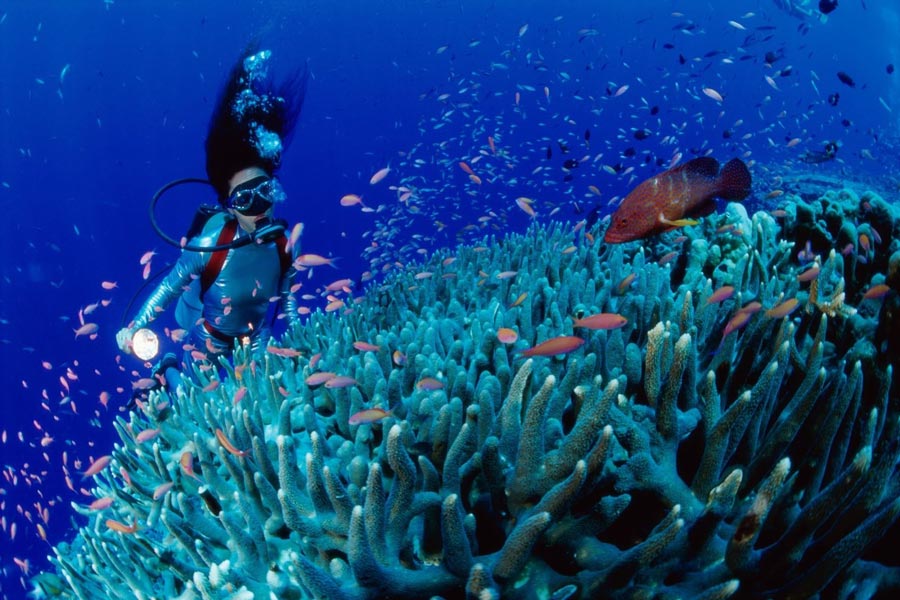 Hoi An Diving Center (Blue Coral Diving)