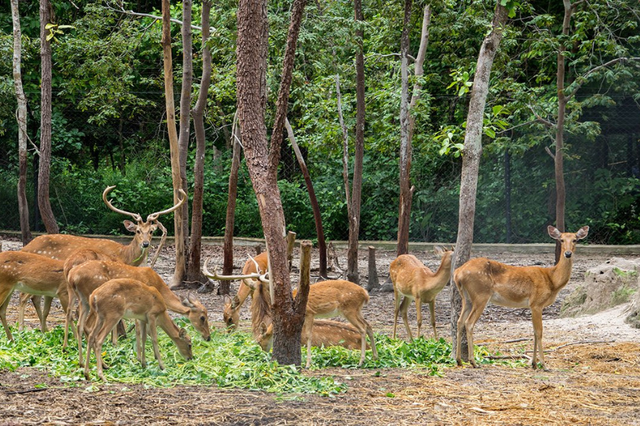 Centro di soccorso della fauna selvatica di Phnom Tamao - Attrazione in Cambogia