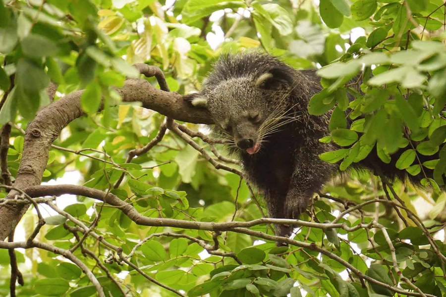 Centro di soccorso della fauna selvatica di Phnom Tamao - Attrazione in Cambogia