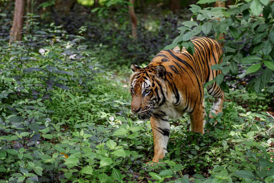 Centro di soccorso della fauna selvatica di Phnom Tamao - Attrazione in Cambogia