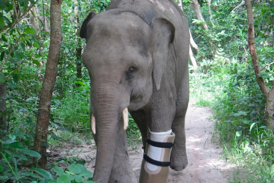 Centro di soccorso della fauna selvatica di Phnom Tamao - Attrazione in Cambogia