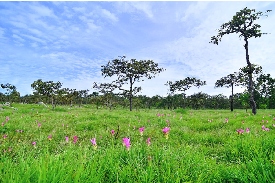 Chaiyaphum - Guida di viaggio - Attrazione in Thailandia