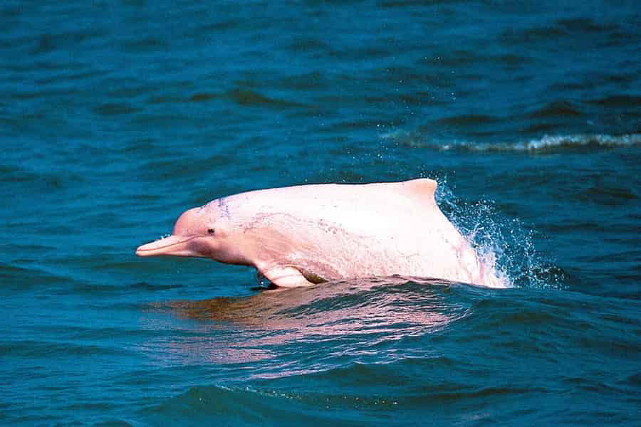 I turisti possono vedere i delfini rosa nel mare di Khanom