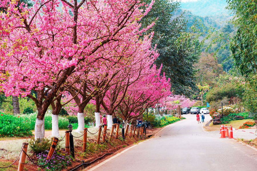 Doi Ang Khang: un luogo da visitare assolutamente per vedere i fiori di ciliegio
