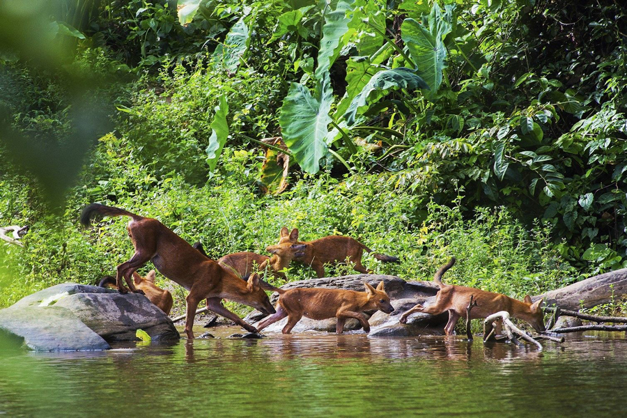 Fauna selvatica al Parco Nazionale di Khao Yai