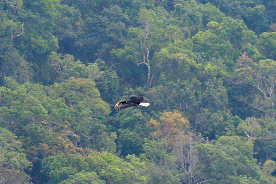 Fauna selvatica della cascata Phan Rom Yen