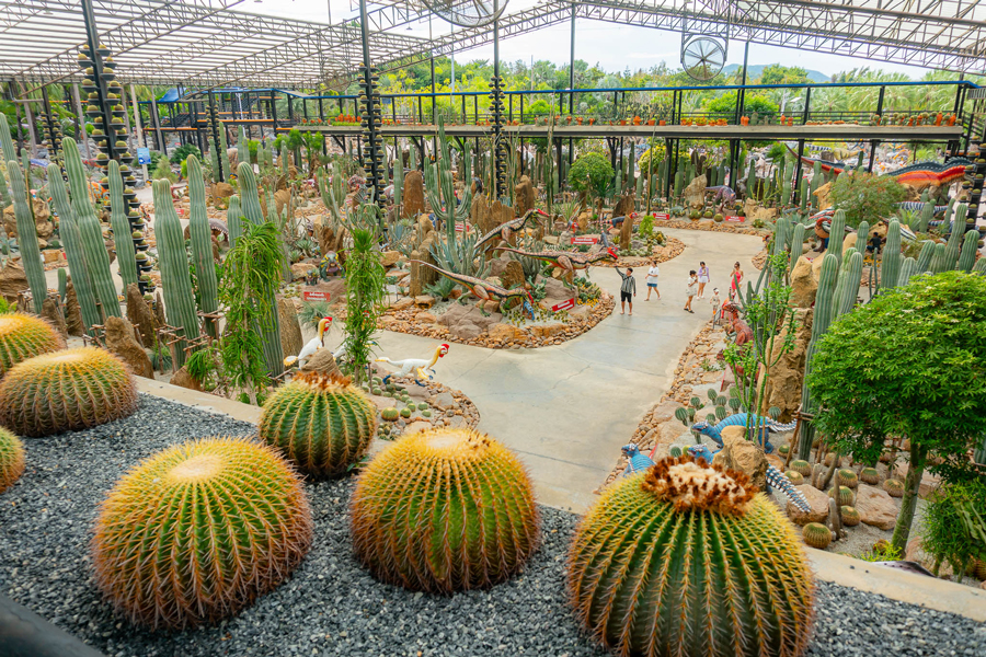 Il giardino è pieno di vari cactus