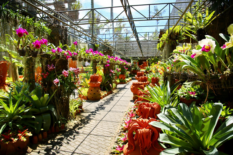 Giardino delle orchidee e bromelie
