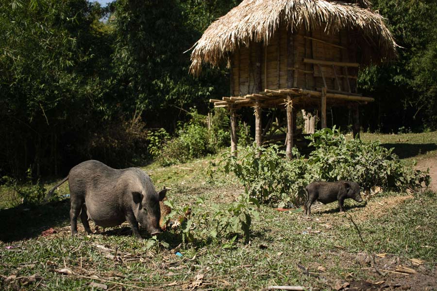  Cosa vedere a Huay Xai