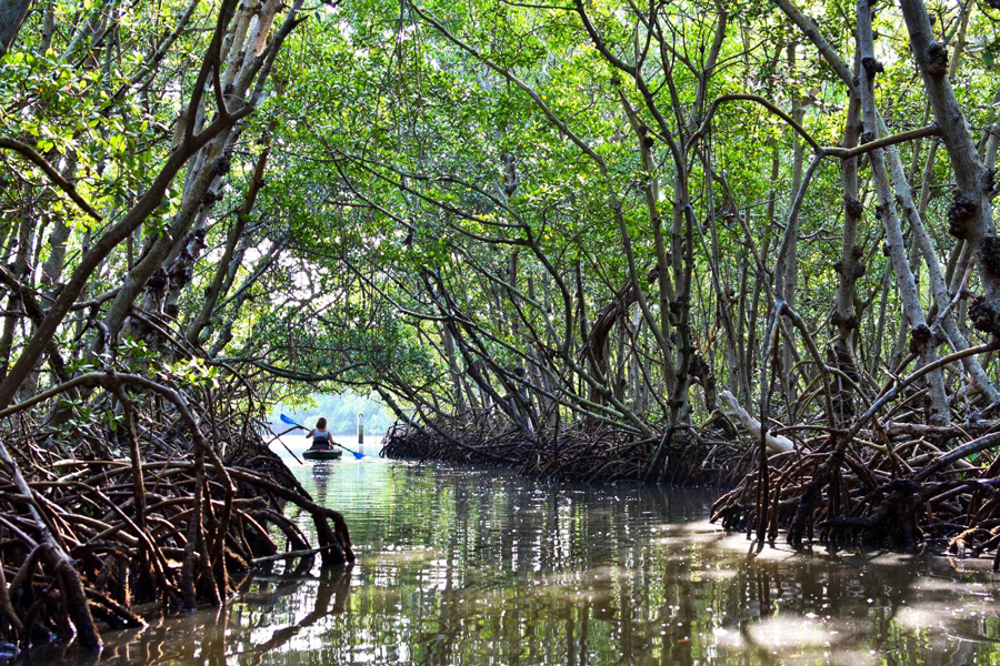 Kayak tra le mangrovie