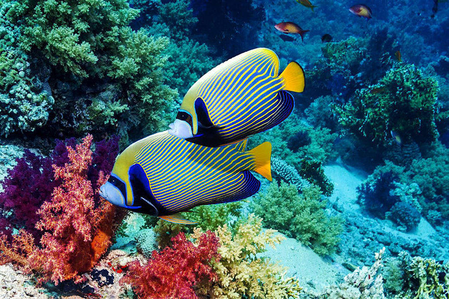 Coralli sull'isola di Koh Larn