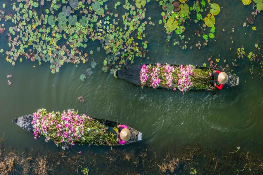 Campo di ninfee di Long Vinh (Tay Ninh)