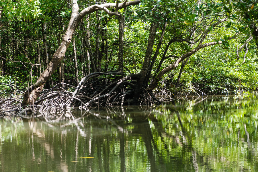 La foresta di mangrovie