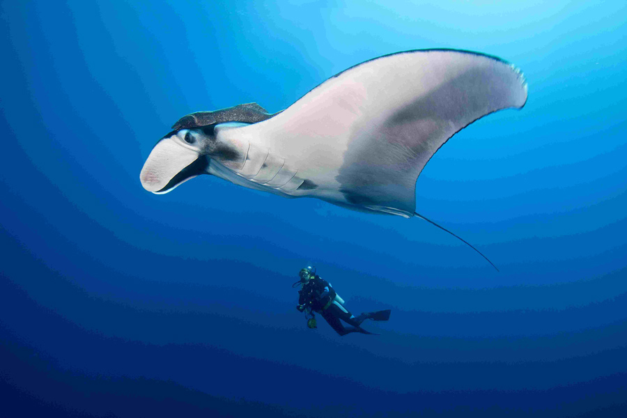 Manta