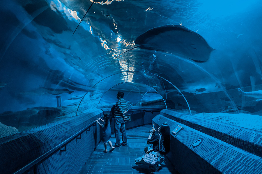 Osservazione degli squali all'acquario