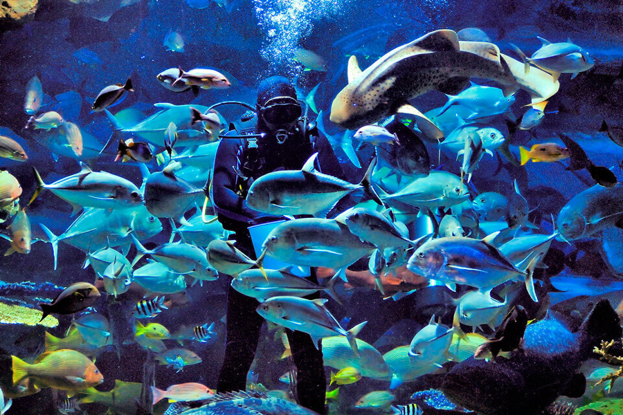 L'acquario è pieno di diversi tipi di specie di pesci