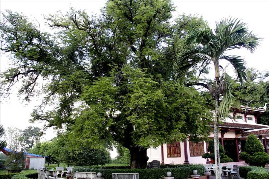 Museo di Quang Trung