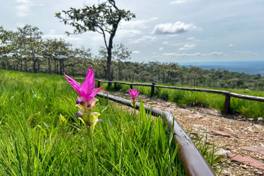 Parco nazionale di Sai Thong - Guida di viaggio - Attrazione in Thailandia