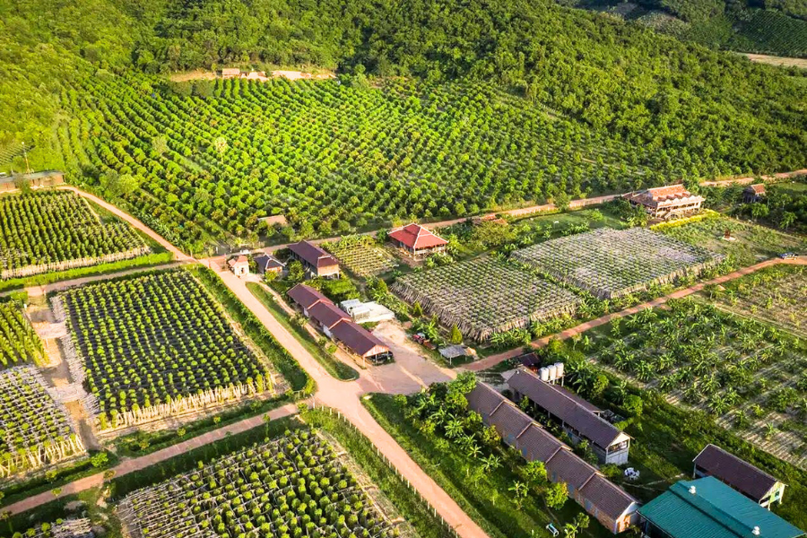 Piantagioni di pepe di Kampot - Guida di viaggio in Cambogia
