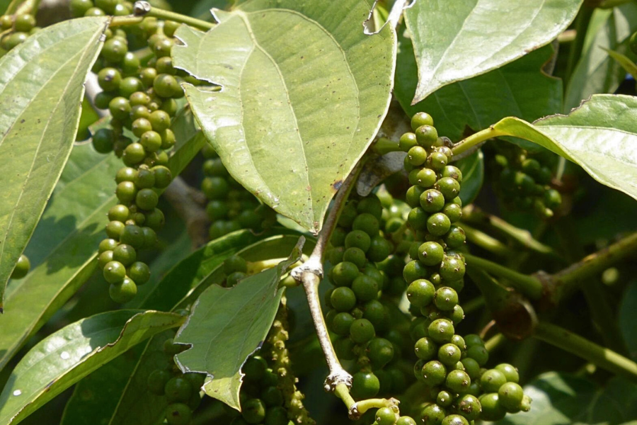 Piantagioni di pepe di Kampot - Guida di viaggio in Cambogia